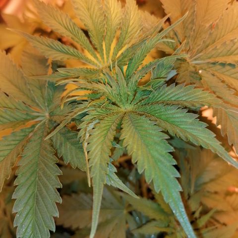 Sativinha growlog timeline photo