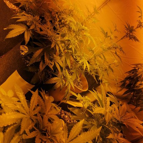 Sativinha growlog timeline photo