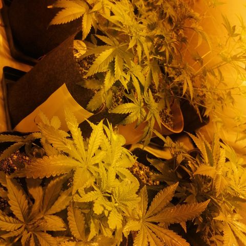 Sativinha growlog timeline photo