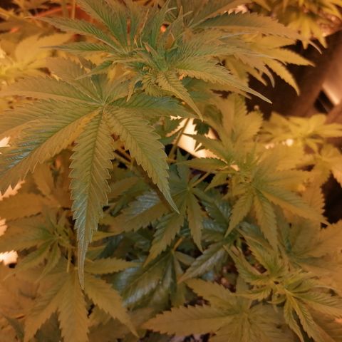 Sativinha growlog timeline photo