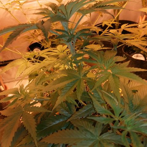 Sativinha growlog timeline photo