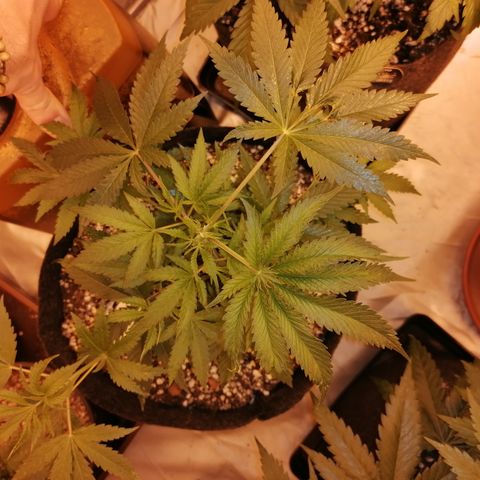 Sativinha growlog timeline photo