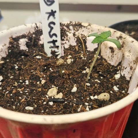 OG Kush growlog timeline photo