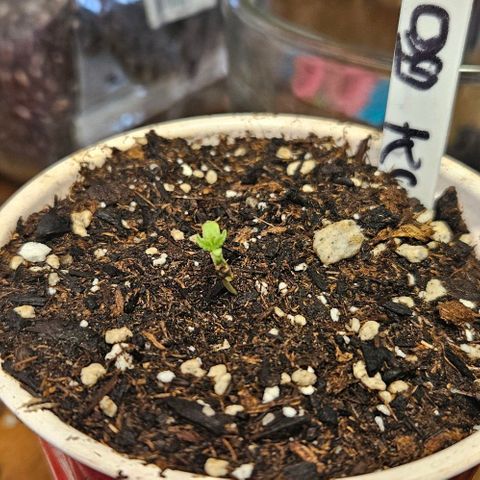 OG Kush growlog timeline photo