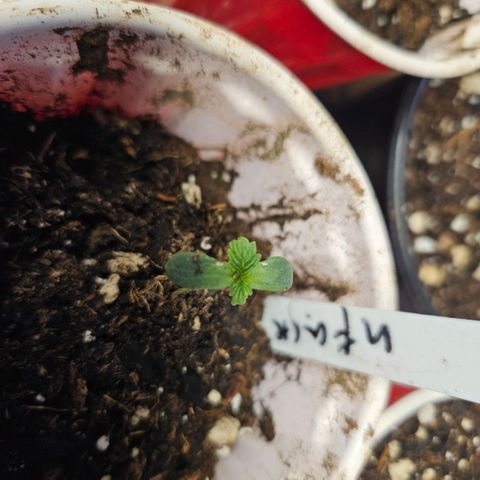 North Thunderfuck growlog timeline photo