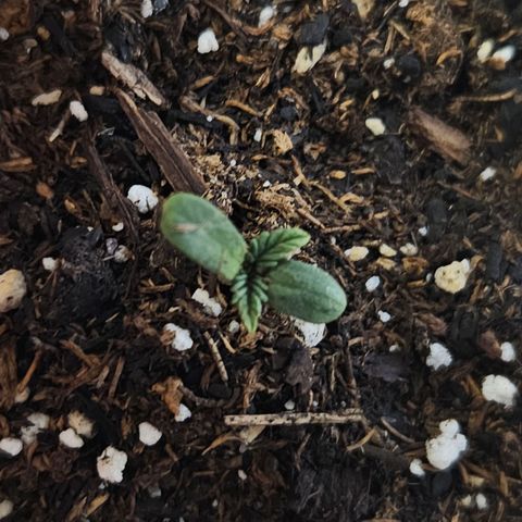 North Thunderfuck growlog timeline photo