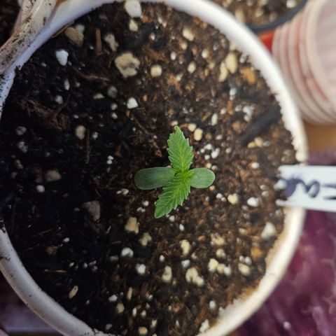 North Thunderfuck growlog timeline photo