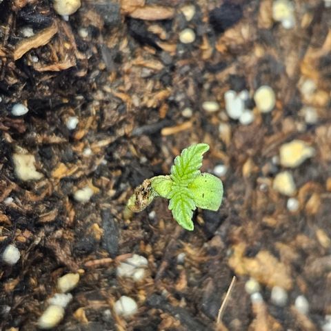 OG Kush growlog timeline photo