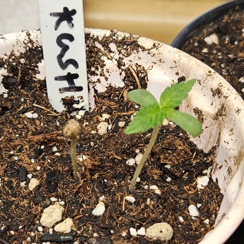 OG Kush growlog timeline photo