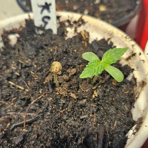OG Kush growlog timeline photo