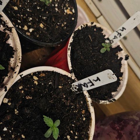 North Thunderfuck growlog timeline photo