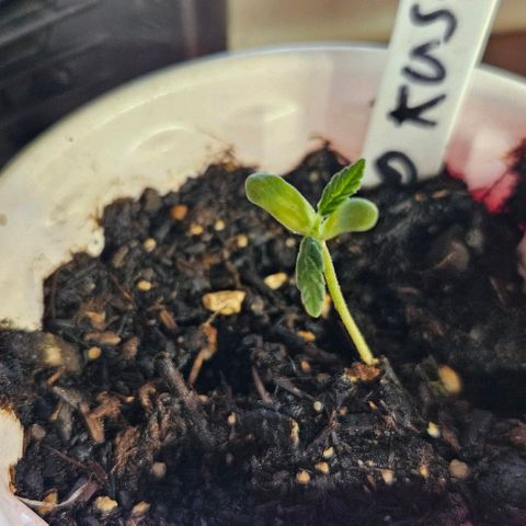 OG Kush growlog timeline photo