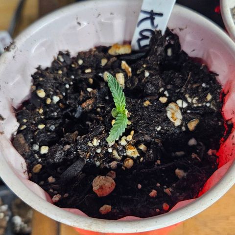 OG Kush growlog timeline photo