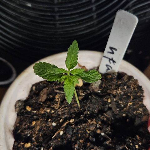 North Thunderfuck growlog photo: The only girl that survived our of the northern thunderfuck