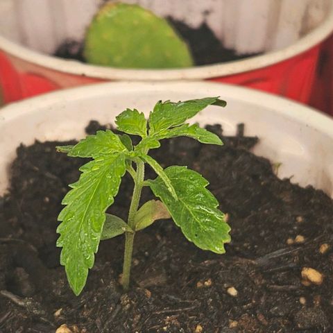 North Thunderfuck growlog photo: She's doing amazing I'm a little upset my other girls died but I'm happy this one is prevailing 