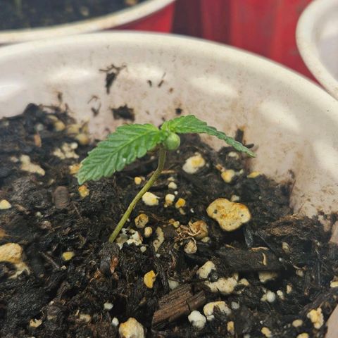 OG Kush growlog photo: The og kush girls are doing good it looks like one is having a little bit of a nitrogen problem 