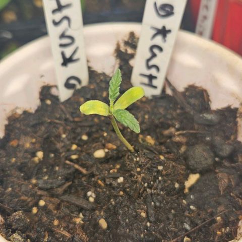 OG Kush growlog photo: The og kush girls are doing good it looks like one is having a little bit of a nitrogen problem 