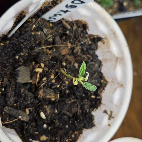 OG Kush growlog photo: Og kush girls are doing good one is going a little slower than the other but all is good 