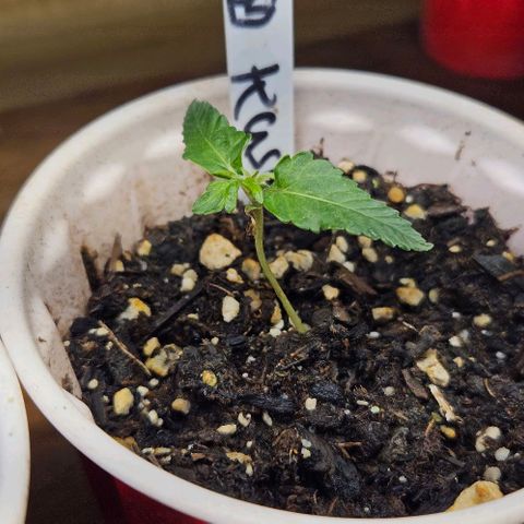 OG Kush growlog photo: Og kush girls are doing good one is going a little slower than the other but all is good 