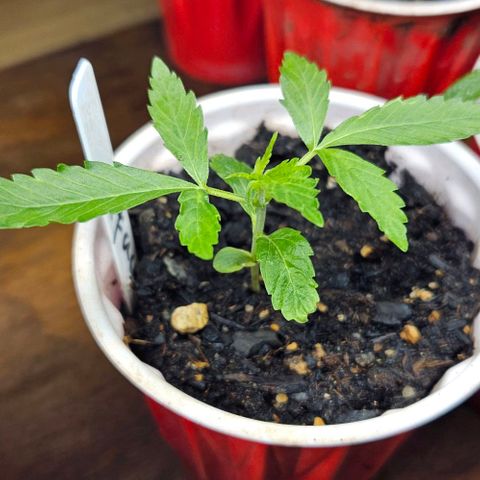 North Thunderfuck growlog photo: Northern thunderfuck girl is going crazy 😂🫡