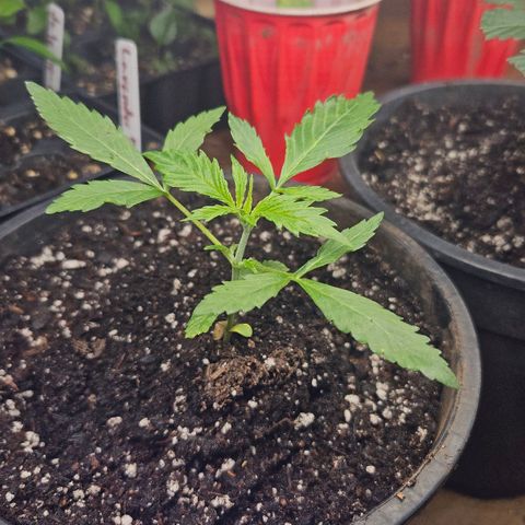 North Thunderfuck growlog timeline photo
