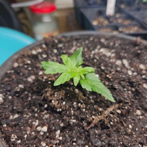 OG Kush growlog photo: Ones are little far behind because she had a twin that was farther along but she decided she was gonna consume it's nutrients 
