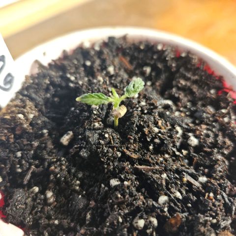 OG Kush growlog photo: Ones are little far behind because she had a twin that was farther along but she decided she was gonna consume it's nutrients 
