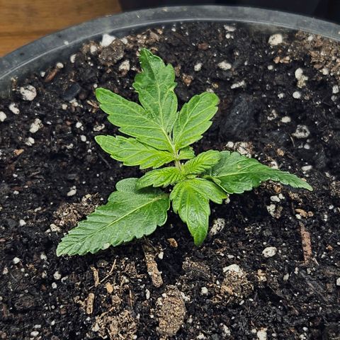 OG Kush growlog timeline photo