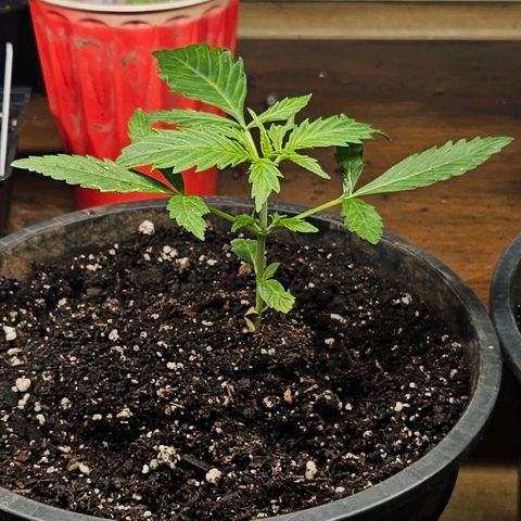 North Thunderfuck growlog timeline photo