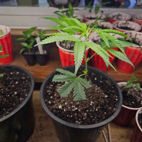 Cherry Cookies growlog timeline photo
