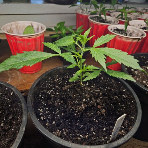 North Thunderfuck growlog timeline photo