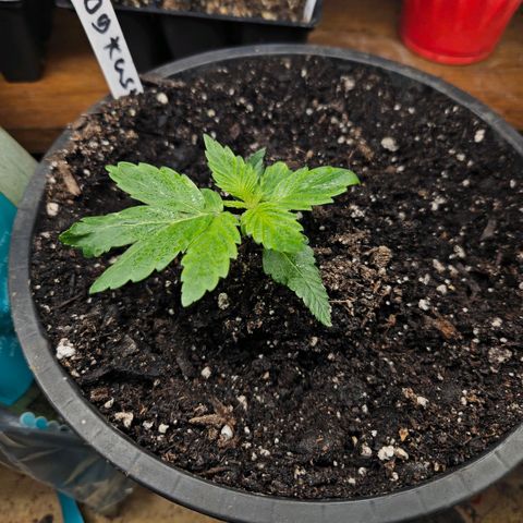OG Kush growlog timeline photo