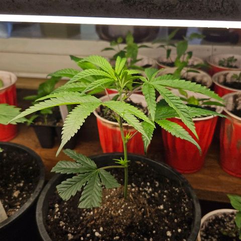 Cherry Cookies growlog timeline photo