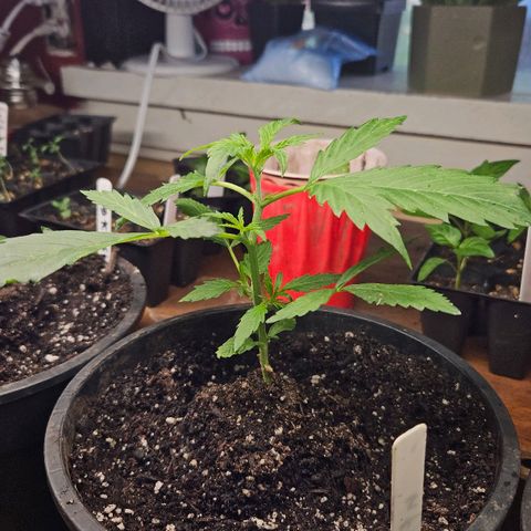 North Thunderfuck growlog timeline photo