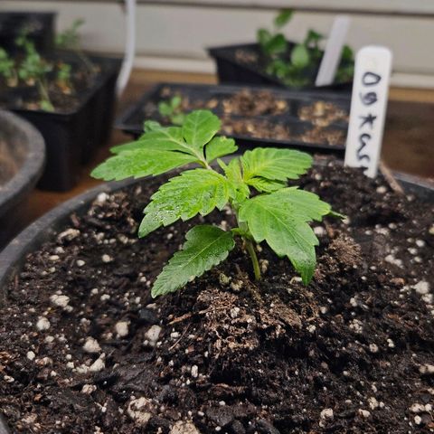 OG Kush growlog timeline photo