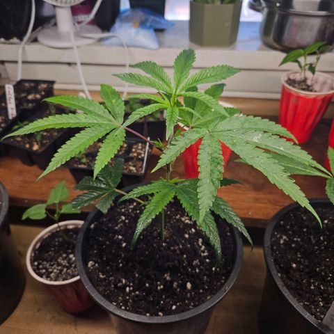 Cherry Cookies growlog timeline photo