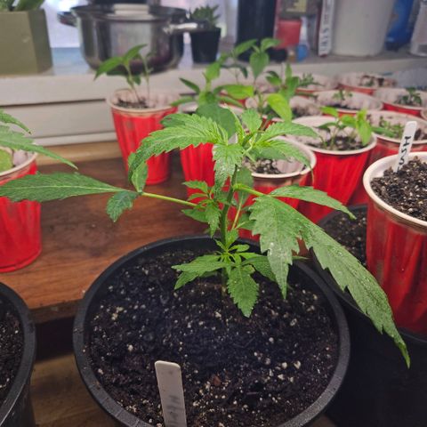 North Thunderfuck growlog timeline photo