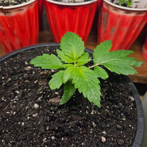 OG Kush growlog timeline photo