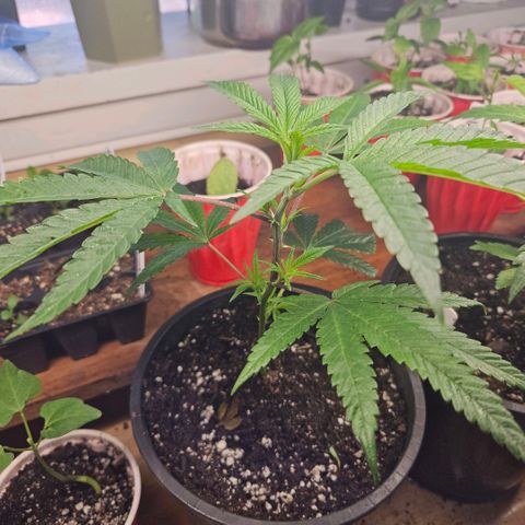 Cherry Cookies growlog timeline photo