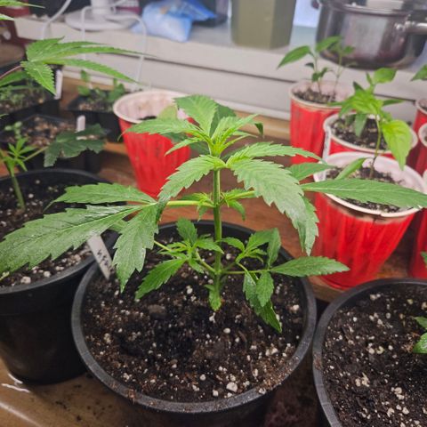 North Thunderfuck growlog timeline photo