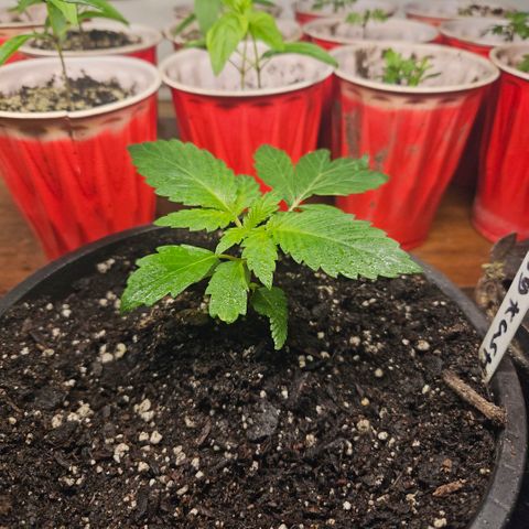 OG Kush growlog timeline photo