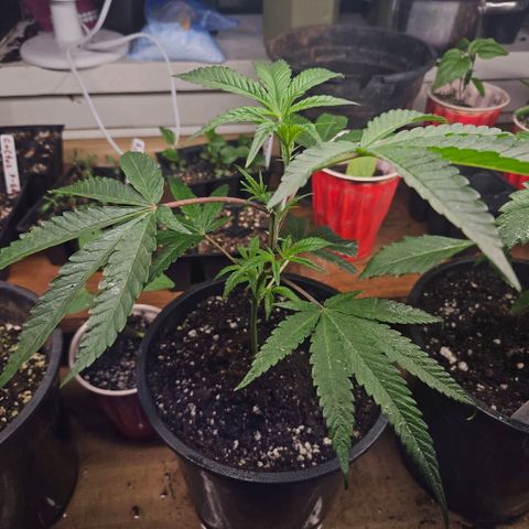 Cherry Cookies growlog timeline photo