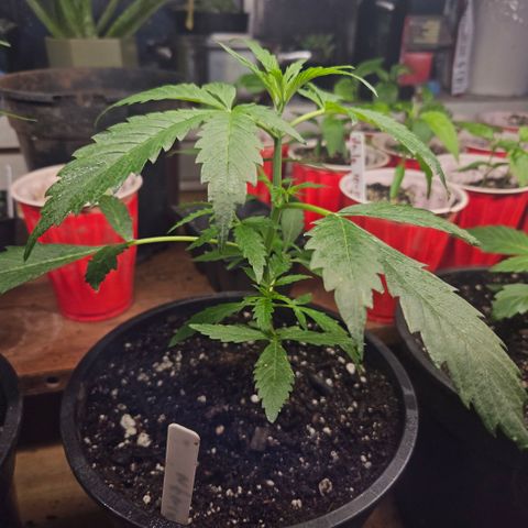 North Thunderfuck growlog timeline photo