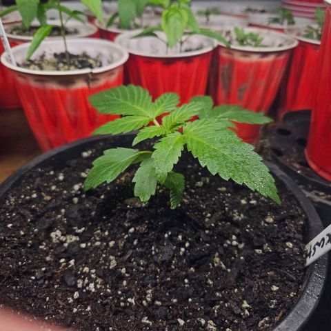 OG Kush growlog timeline photo