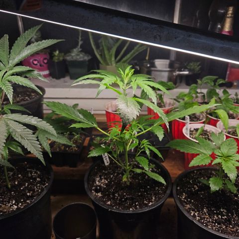 North Thunderfuck growlog timeline photo