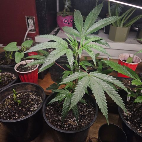 Cherry Cookies growlog timeline photo