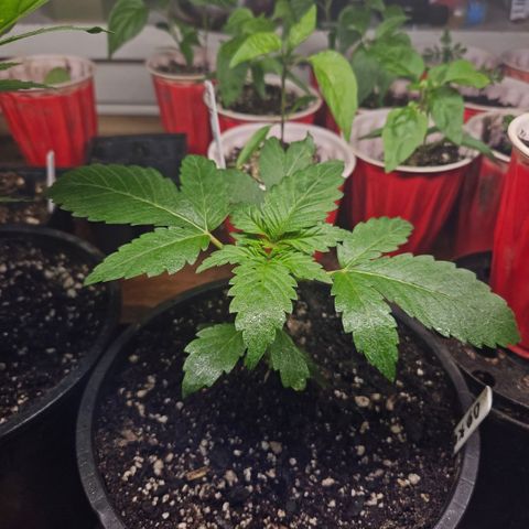 OG Kush growlog timeline photo