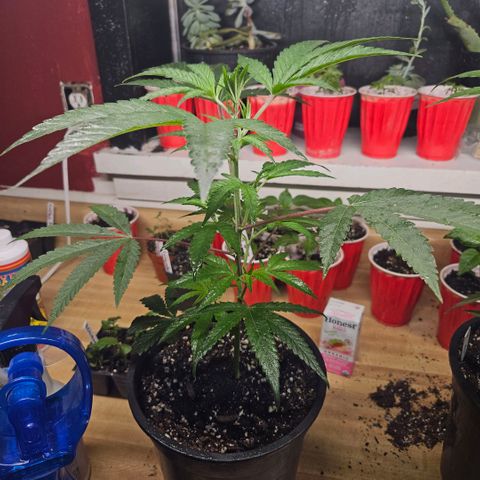 Cherry Cookies growlog timeline photo