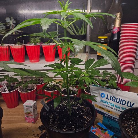 North Thunderfuck growlog timeline photo