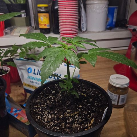 OG Kush growlog timeline photo